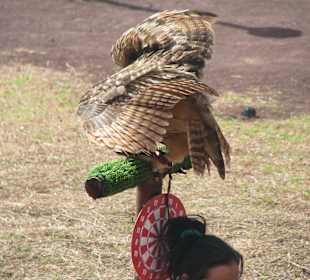 Greifvogelshow