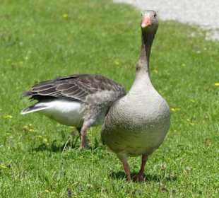 Seeanlagen Dießen