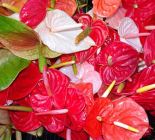 Rundgang über den Marché forain du Front de Mer