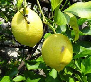 Rundgang durch das Zitronengewächshaus