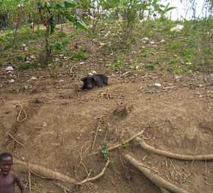 Monster Truck Safari