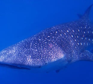 Besucher beim Mantapoint 