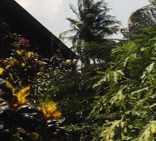 Gartenanlage des Manchebo Beach