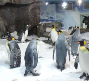 Besonders die Kinder hatten viel Spaß