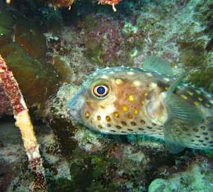 Unterwasserimpressionen