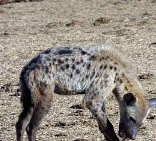 Hyäne