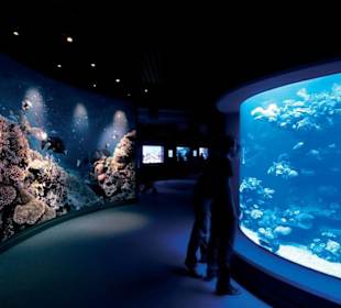 Tropical tank - Palma Aquarium