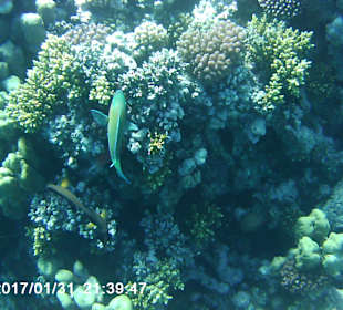 Schnorcheln Makadi Bay