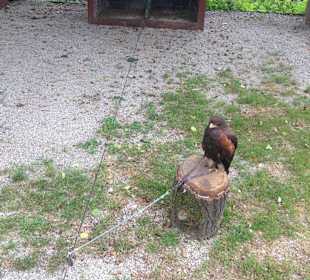 An die leine gelegt Hunde ??? nein es sind Vögel !