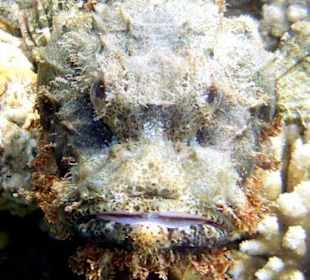 Bärtiger Drachenkopf