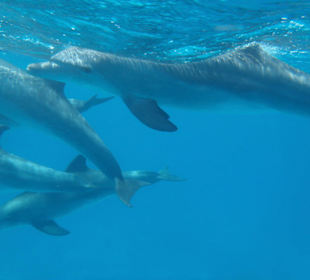 So nah kann man Delfinen sein