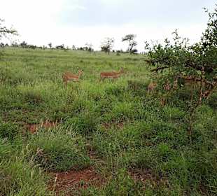 Sarova Salt Lick Game Lodge