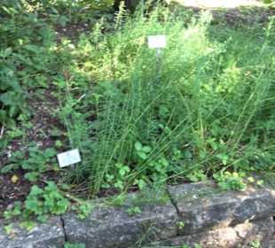 Botanischer Garten München