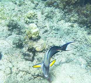 Schnorcheln Abu Soma