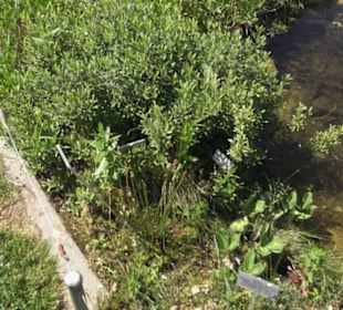 Botanischer Garten der Universität Zürich
