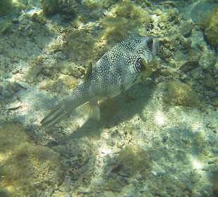 Hausriff- Hotel Cinderella Beach