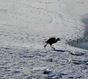 Der Stausee im Winter ein Traum