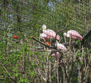 Zoo Heidelberg