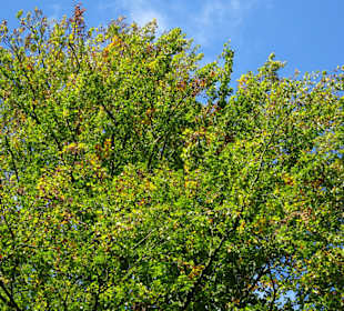 Eindrücke aus dem Neuenburger Urwald
