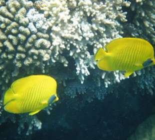 Chaetodon semilarvatus 