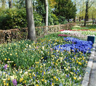 Blumenpracht im Keukenhof