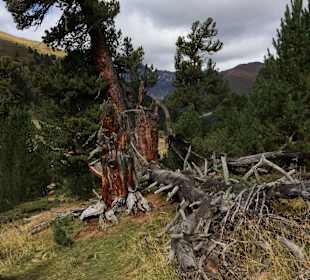 Uralte Arve; sie können bis 700 Jahre! alt werden.