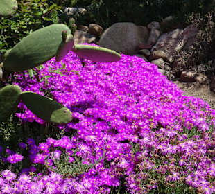 Impressionen aus dem Botanischen Garten Cagliari