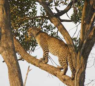 Hier hab ich die beste Übersicht