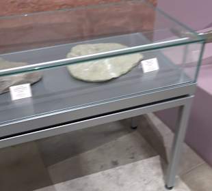 Staatliches Naturkunde Museum