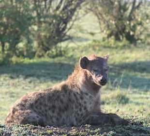 Hyäne