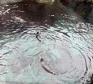 Aquazoo Löbbecke Museum Düsseldorf