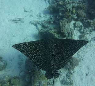 Mit dem Adlerrochen unterwegs...