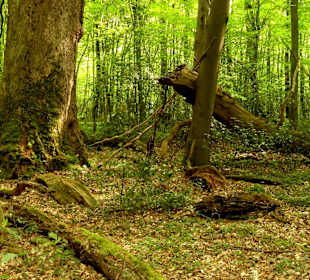 Im Urwaldbereich des Hasbruch