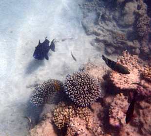 Das intakte Hausriff