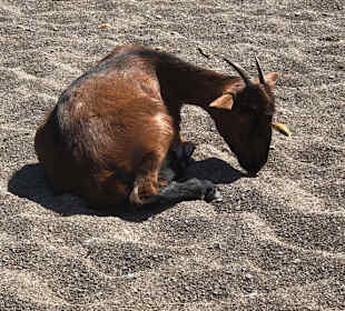 Die einheimischen Ziegen