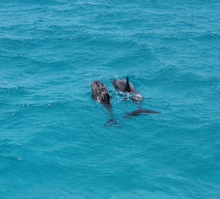 Ausflug zum "Dolphin House"