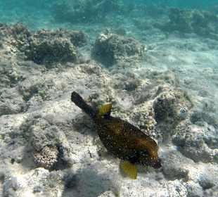 Schnorcheln Marsa Alam