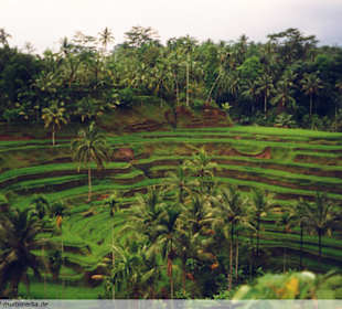 Reisterrassen - Bali