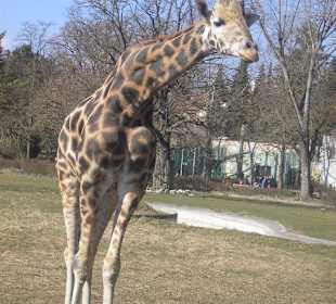 Giraffe