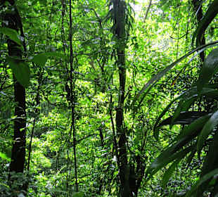 Regenwald