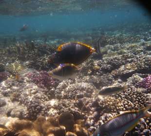 Sharm el Naga Fische und Korallen