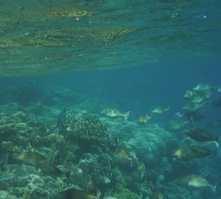 Fischreichtum am Saumriff