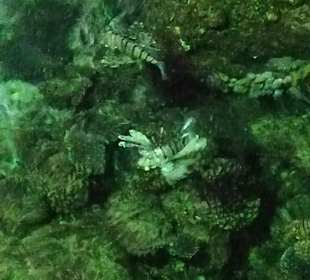 Schnorcheln Hurghada