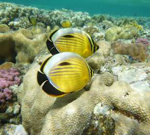 Schnorcheln Marsa Alam