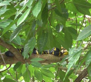 Schlange bei Rivertour