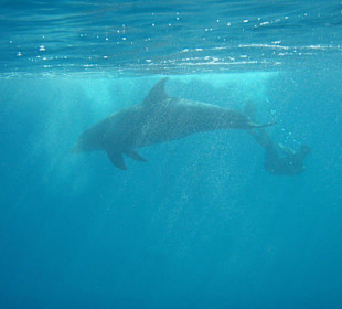 Schwimmen mit Delfinen