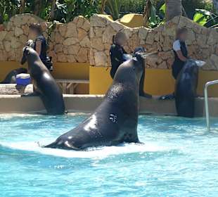 Seelöwen im "Selvo Marina"