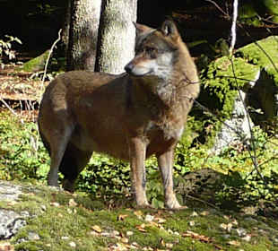 Nationalpark/ Wolf