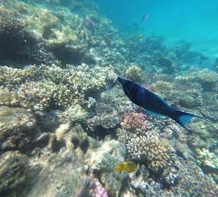 Schnorcheln Makadi Bay
