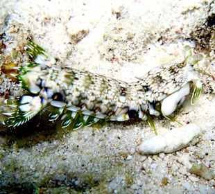 Am Hausriff entdeckt 